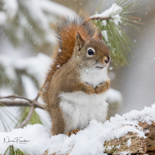 Little Red