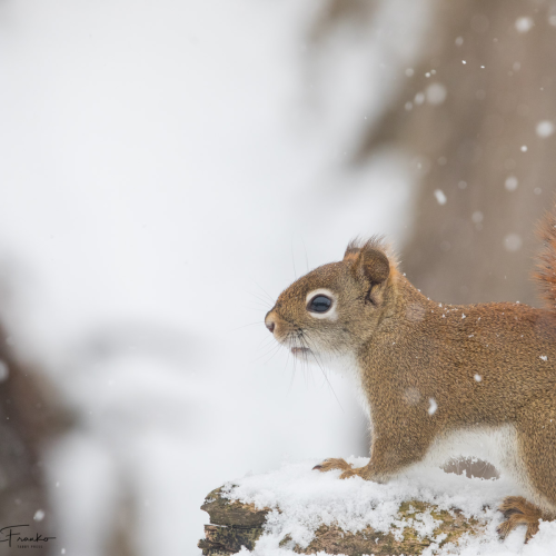 Little Red