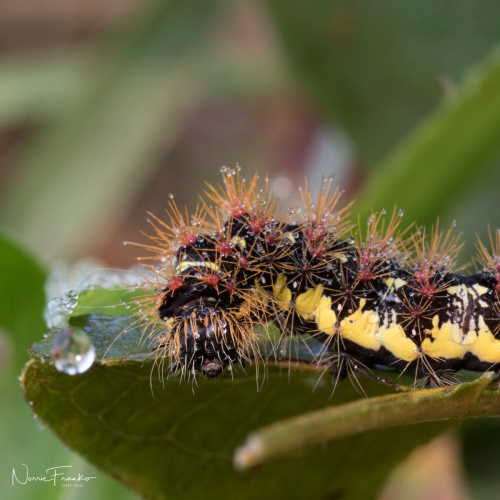 Macro Exploration