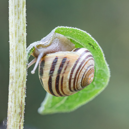Macro Exploration