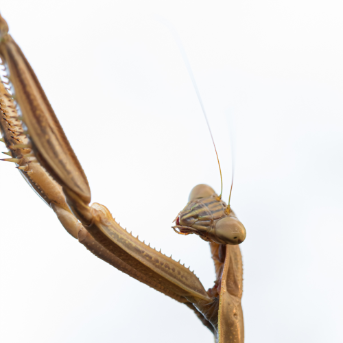 Macro Exploration