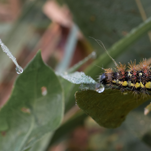 Macro Exploration