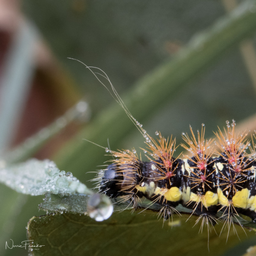 Macro Exploration