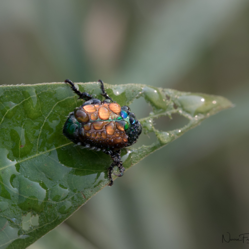 Macro Exploration