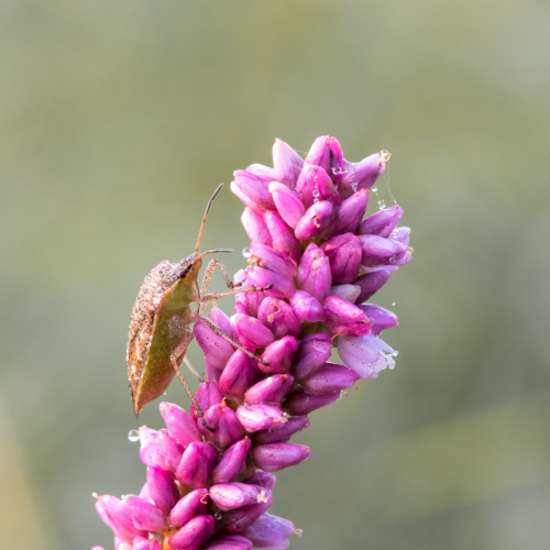 Macro Exploration