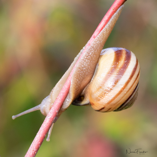 Macro Exploration