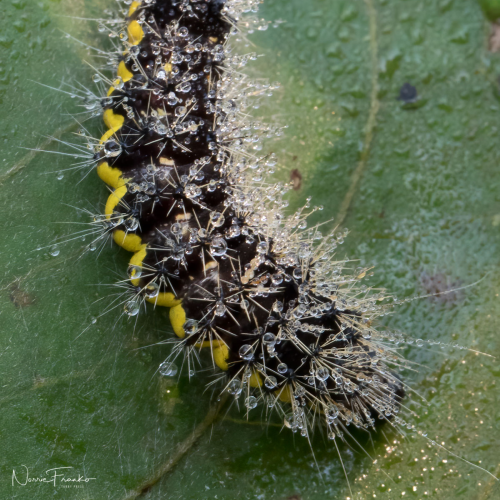 Macro Exploration