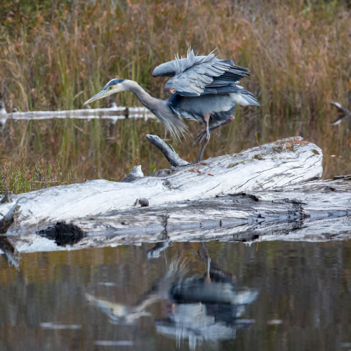 Feathered Algonquin Friends