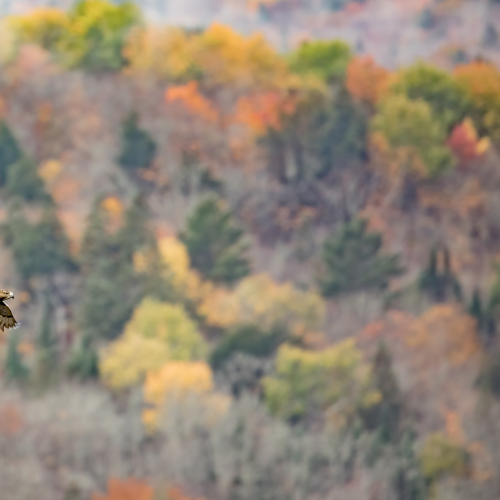 Feathered Algonquin Friends