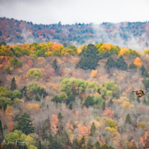 Feathered Algonquin Friends