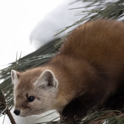 Navigating a Tightrope of Pine Needles