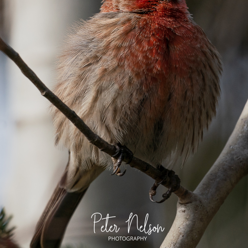 Housefinch