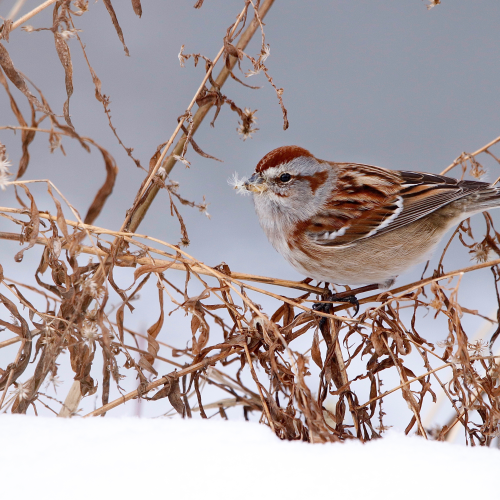 American Tree Sparrow Munching On Seeds