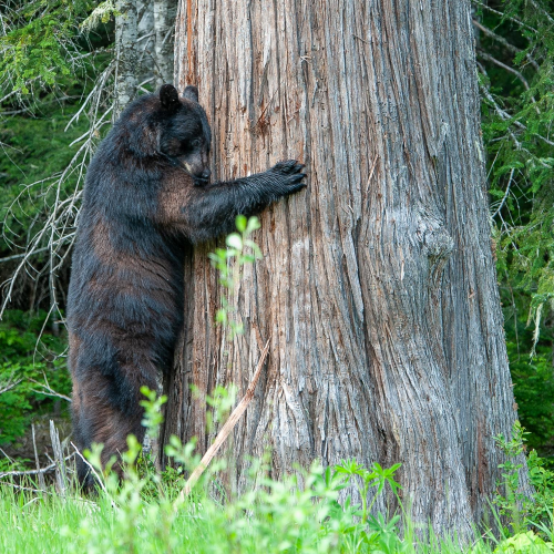 Bear Hug