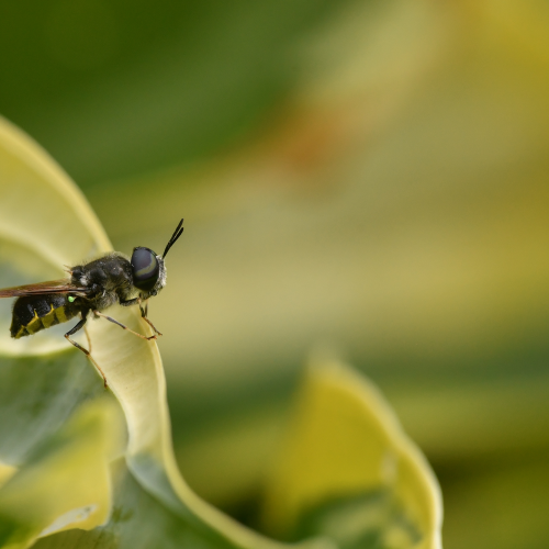 Visiting the Hostas