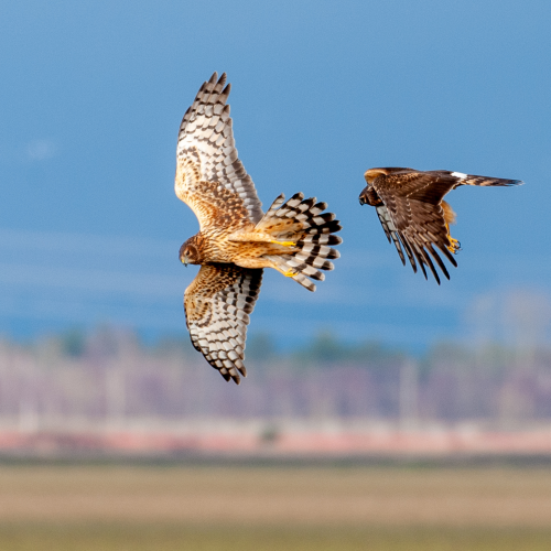 Flight Interrupted