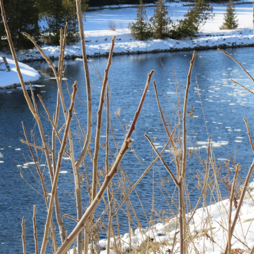 Waiting for spring 