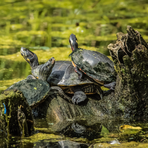 Trio of Turtles