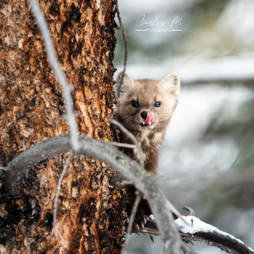 Cute little Pine Marten