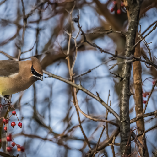 Cedar Waxwing