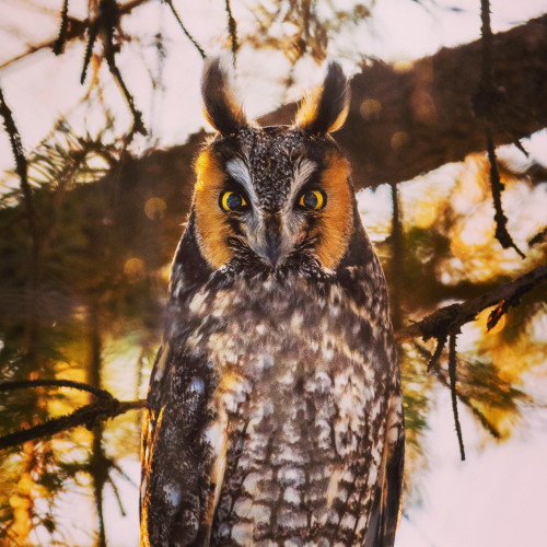 Long-eared Owl