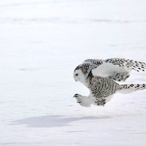 Snowy Owl Landing
