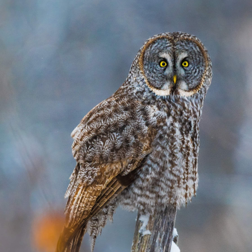 Great Grey Owl