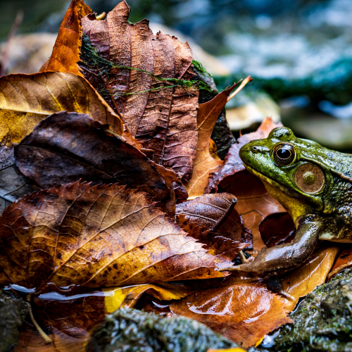 Little poser frog!