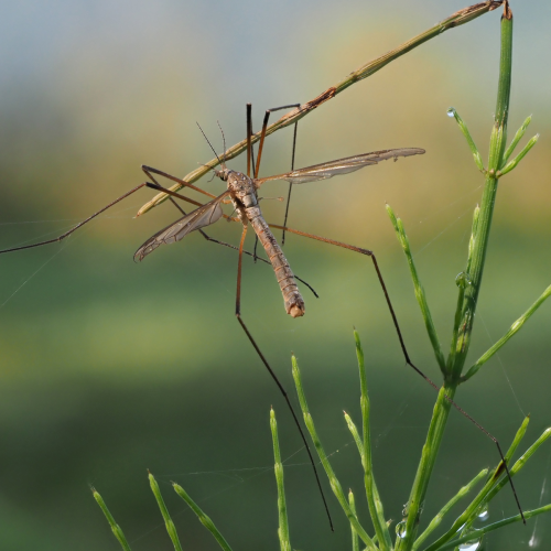 Crane Fly