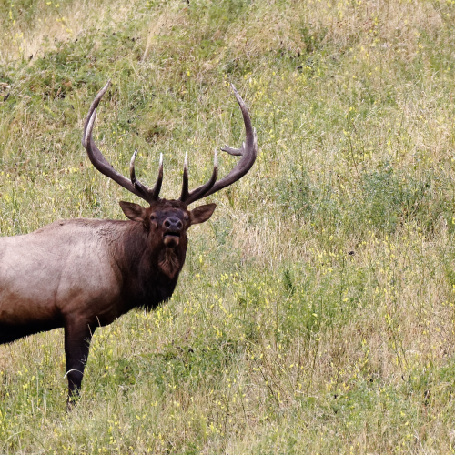Bugling Bull Elk