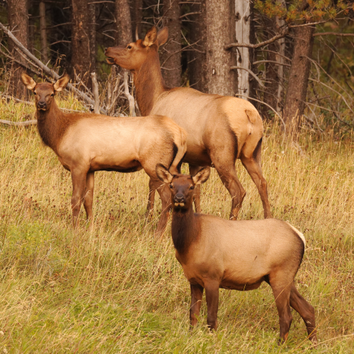 Cow Elk with Calves in Golden Light