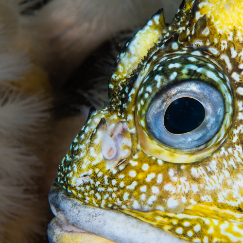Rockfish Portrait