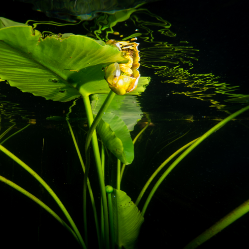 Reflections 
