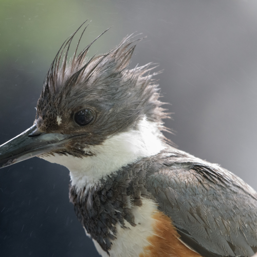 Portrait of a Kingfisher