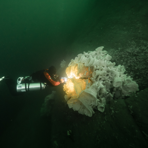 Glass Sponge