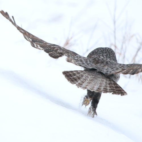 On the Hunt 
