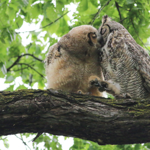 Kisses for Baby 
