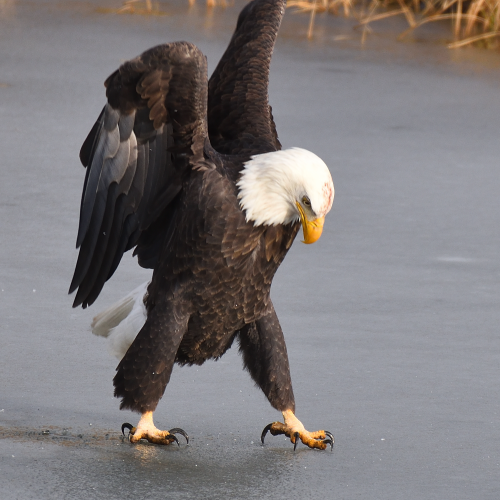 "Struttin"