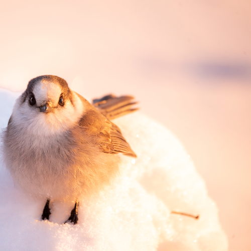 Canada Jay