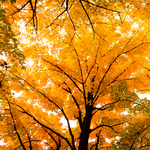 Maple trees in autumn