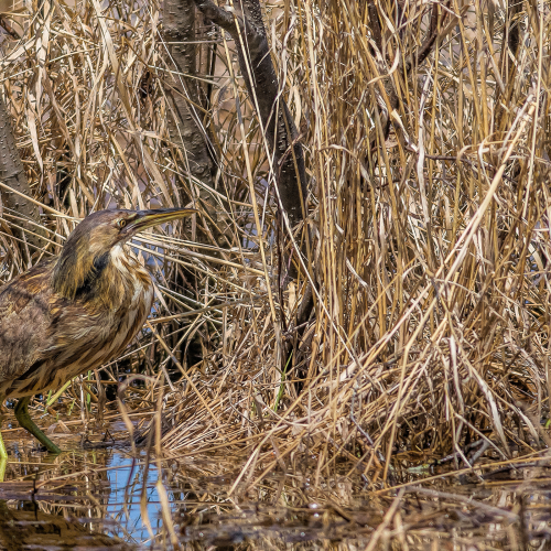 American Bittern on the Hunt
