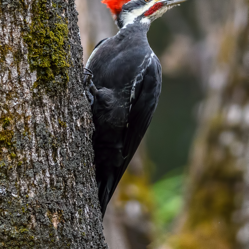 Pileated Woodpecker Looking for Another Tree to Probe