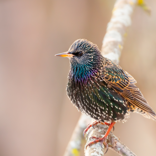 The amazing colourful bird