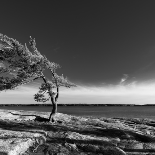 The Lone Pine