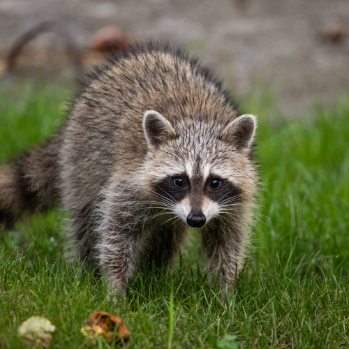 Stealing Apples