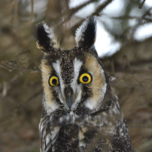 i watch you