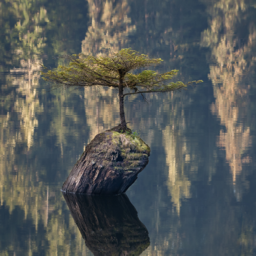 The Fairy Tree