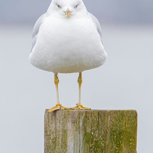 Grumpy Bird :)