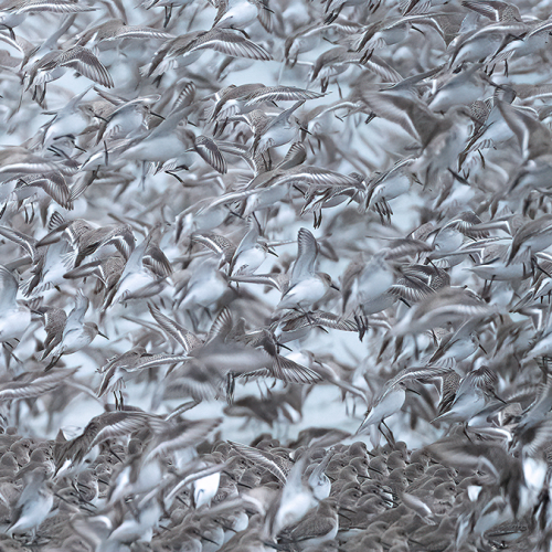 Murmuration of Sandpipers