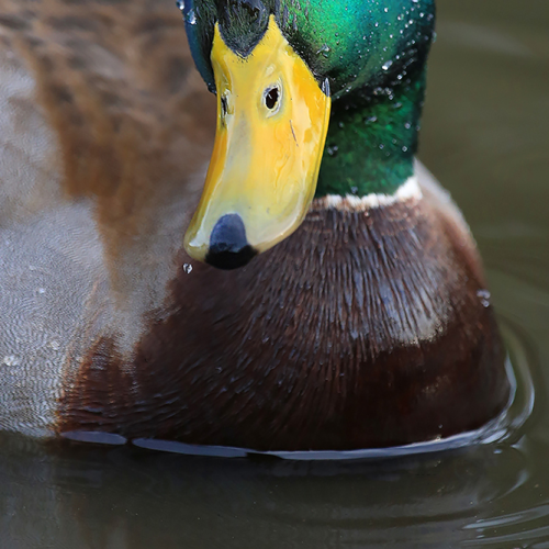 Portrait of a Mallard